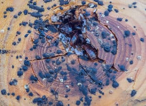 Bed Bug Feces Picture