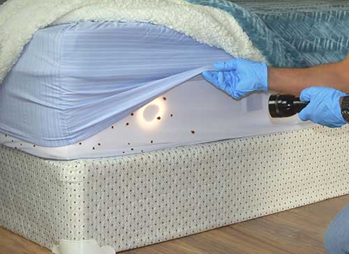 Do-It-Yourself Bed Bug Products