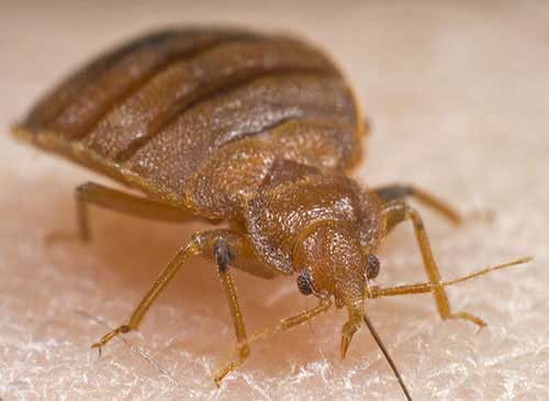 What Do Bed Bugs Look Like