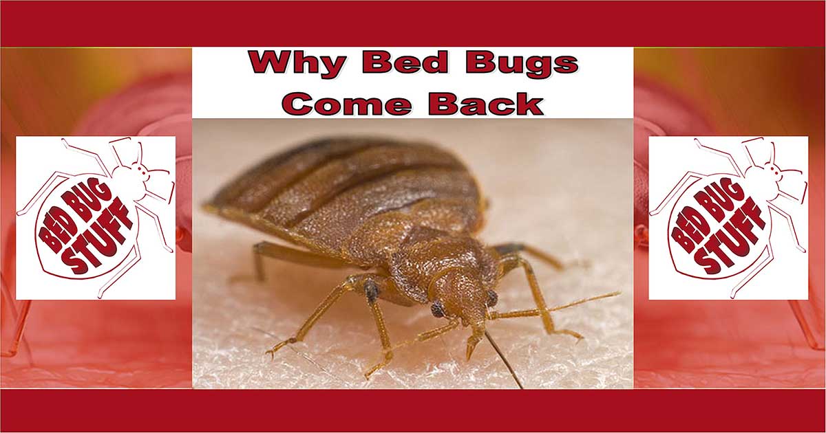 Why Bed Bugs Come Back 1 Bed Bugs DIY Free Shipping