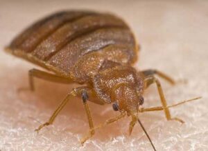Will Bed Bugs Go Away On Their Own