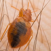 DIY Bed Bug Control Products