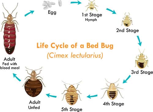 Bed Bug Information